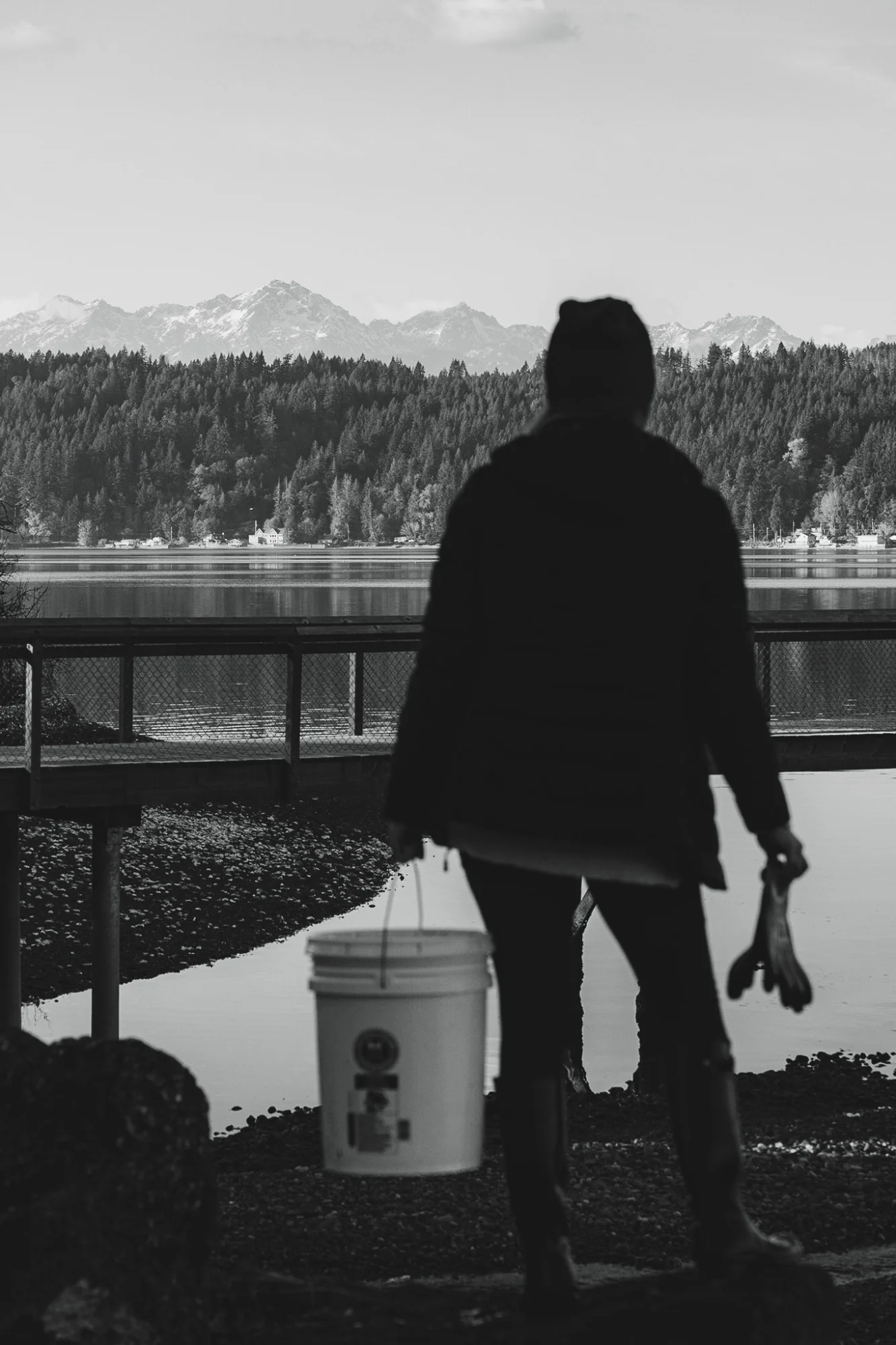 Bald eagle flying over Hood Canal with mountains in background