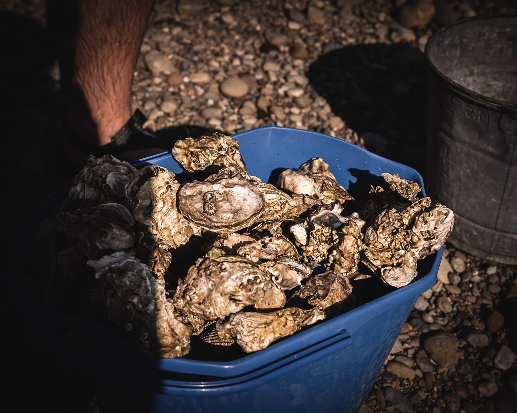 Fresh oysters harvested from Hood Canal