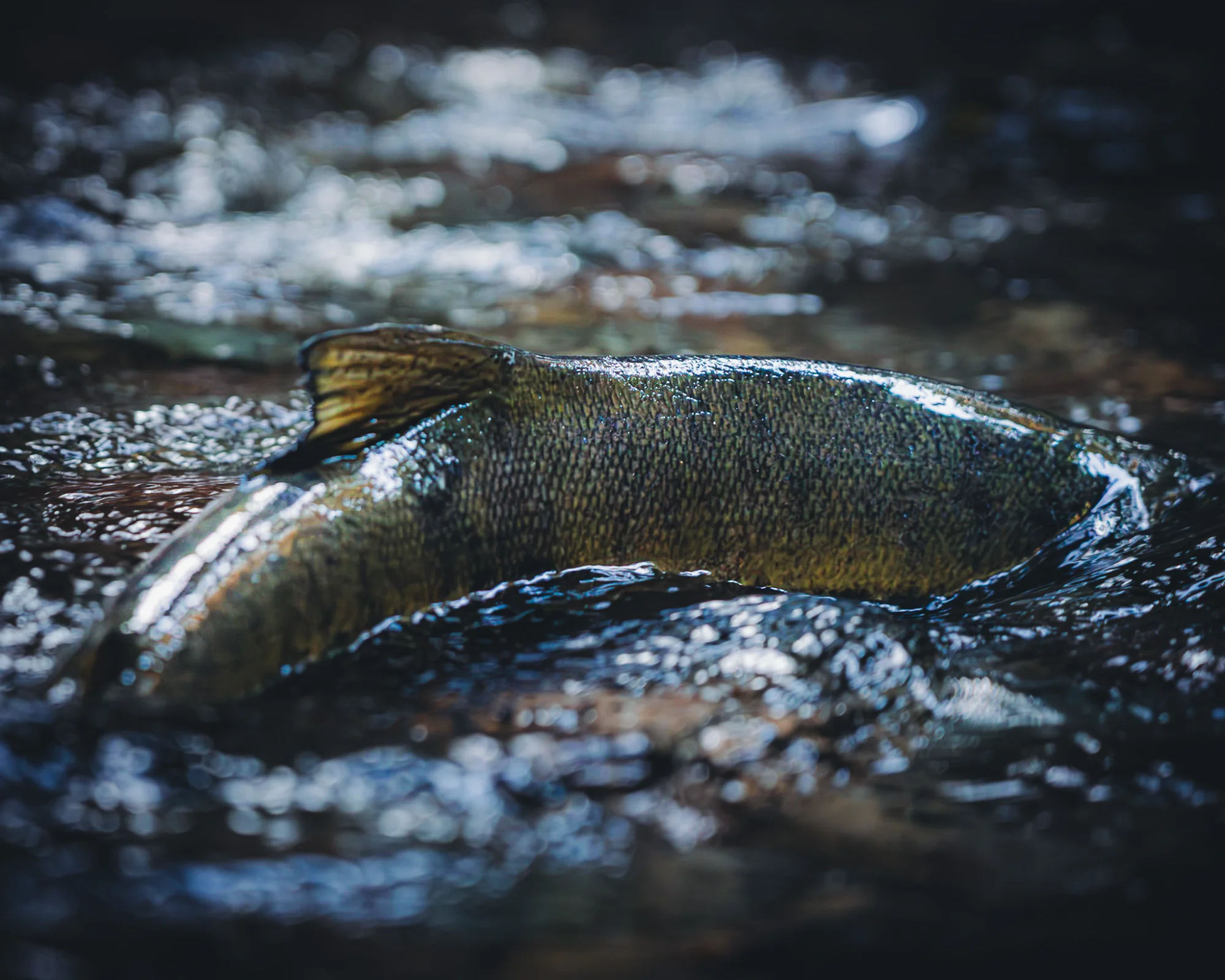 Salmon in pristine water during spawning season
